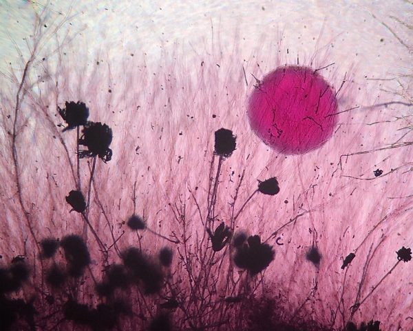 Nikon Small World